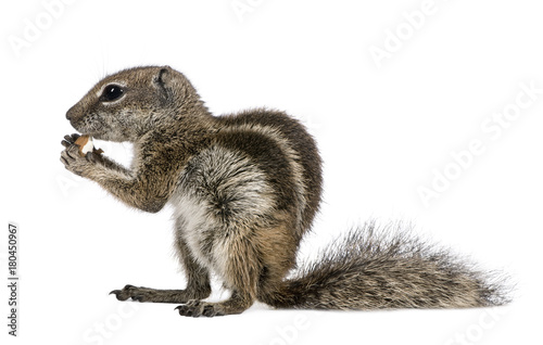 Fototapeta Naklejka Na Ścianę i Meble -  Barbary Ground Squirrel eating nut, Atlantoxerus getulus, against white background, studio shot