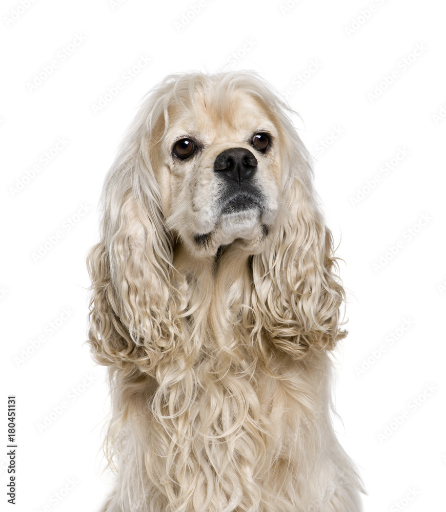 American Cocker Spaniel, 4 years old, sitting in front of white background, studio shot