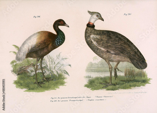 Illustration of birds. photo