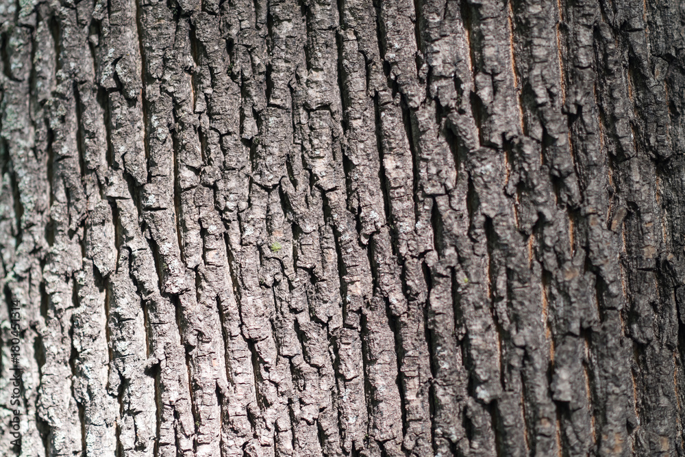 Bark texture background pattern crack old brown for design Bark texture background pattern crack old brown for design