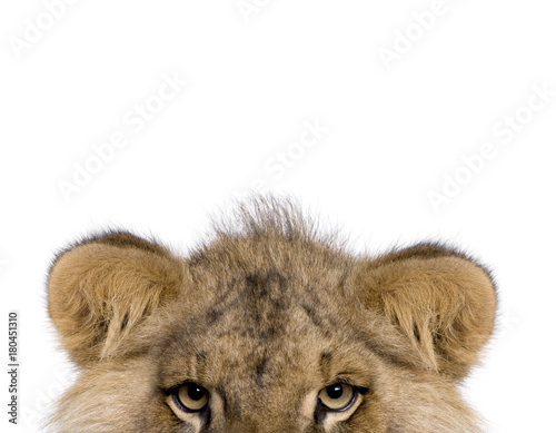 Fototapeta Naklejka Na Ścianę i Meble -  Cropped view of Lion, Panthera leo, 9 months old, in front of white background