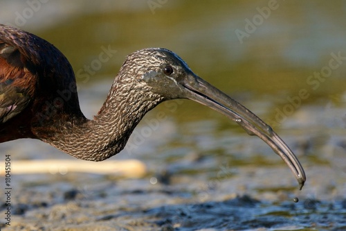 glossy ibis (plegadis falcinellus) photo