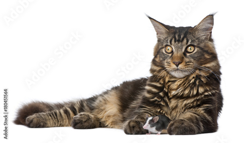 Maine Coon and mouse, 7 months old, sitting in front of white background