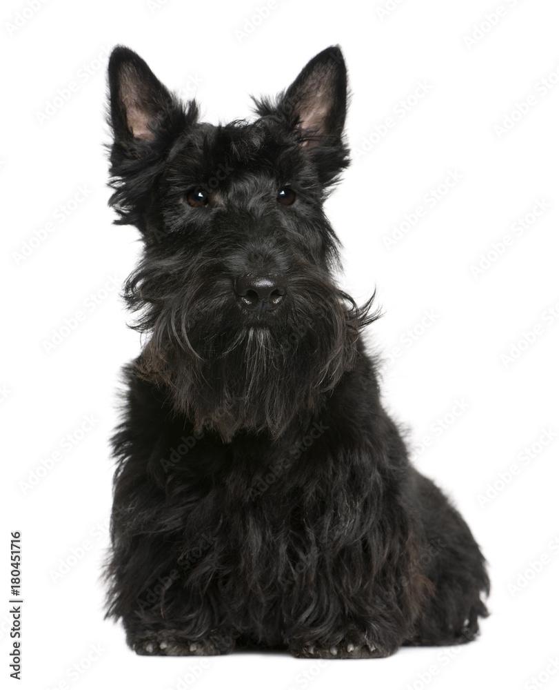 Scottish Terrier, 8 months old, sitting in front of white background