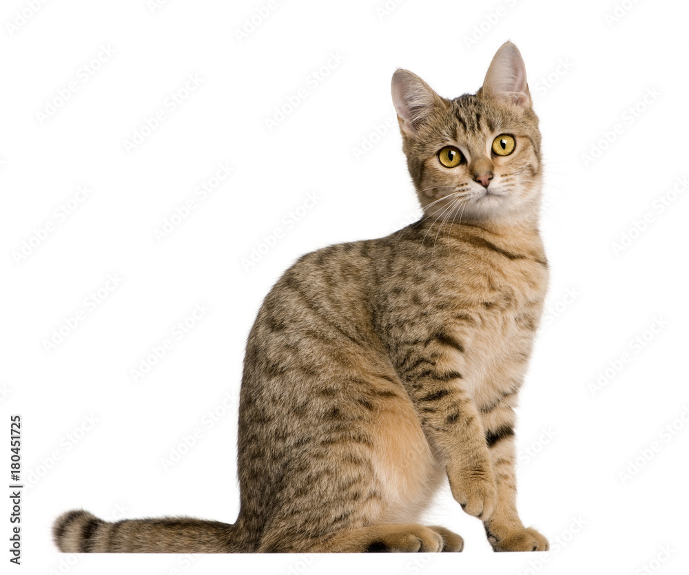 Young Bengal cat, 7 months old, sitting in front of white background, studio shot Young Bengal cat, 7 months old, sitting in front of white background, studio shot