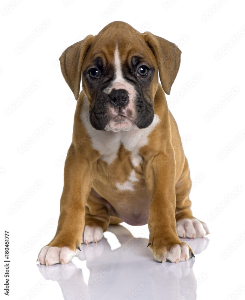 Portrait of Puppy Boxer, 2 months old, sitting in front of white background