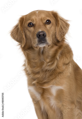 Nova Scotia Duck-Tolling Retriever, 5 years old, in front of white background
