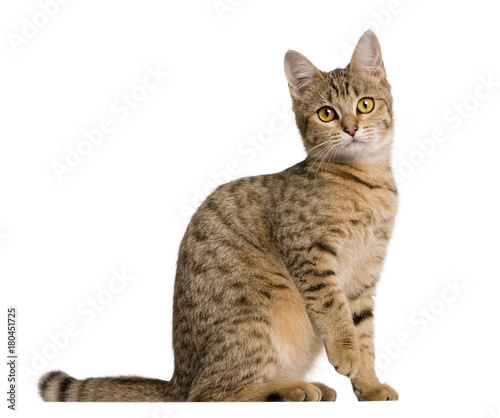 Young Bengal cat, 7 months old, sitting in front of white background, studio shot