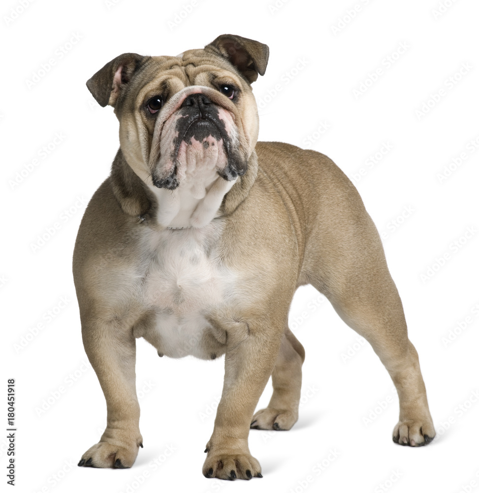 English Bulldog, 17 months old, standing in front of white background