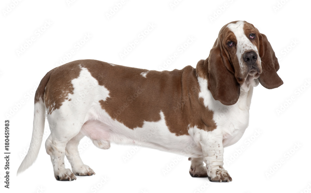 Basset Hound, 1 year old, standing in front of white background