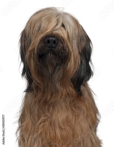 Bild auf Leinwand Briard dog, 1 Year Old, sitting in front of white background
