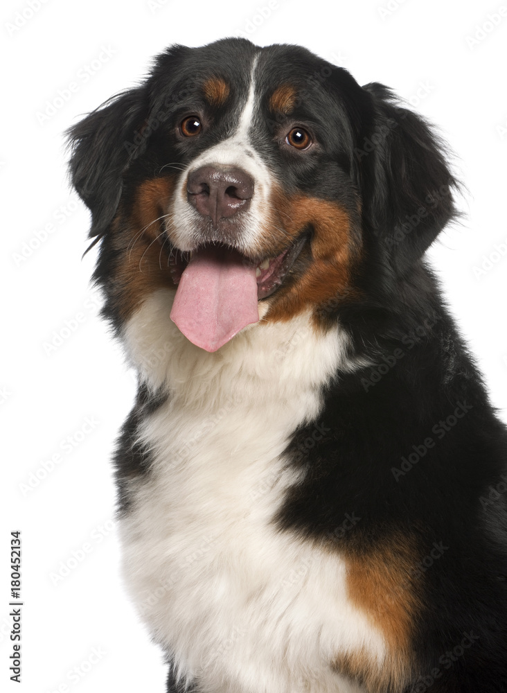 Bernese Mountain Dog (12 months old)