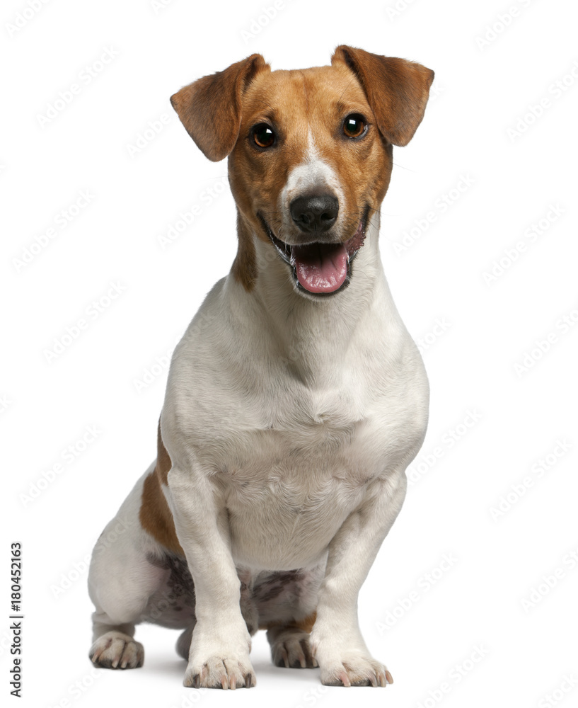 Jack Russell Terrier (12 months old) - obrazy, fototapety, plakaty 