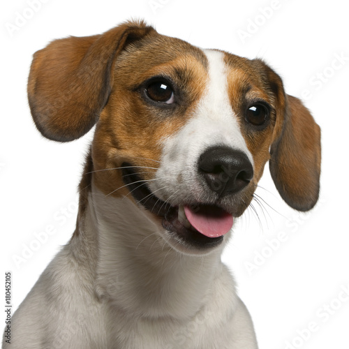 Fototapeta Naklejka Na Ścianę i Meble -  Jack Russell Terrier (11 months old)