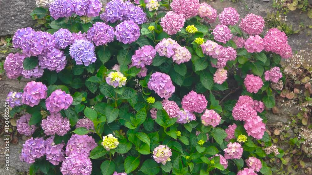 Pink and purple hydrangeas. Flowers on the wall. How plants help the environment. Pink and purple hydrangeas. Flowers on the wall. How plants help the environment.