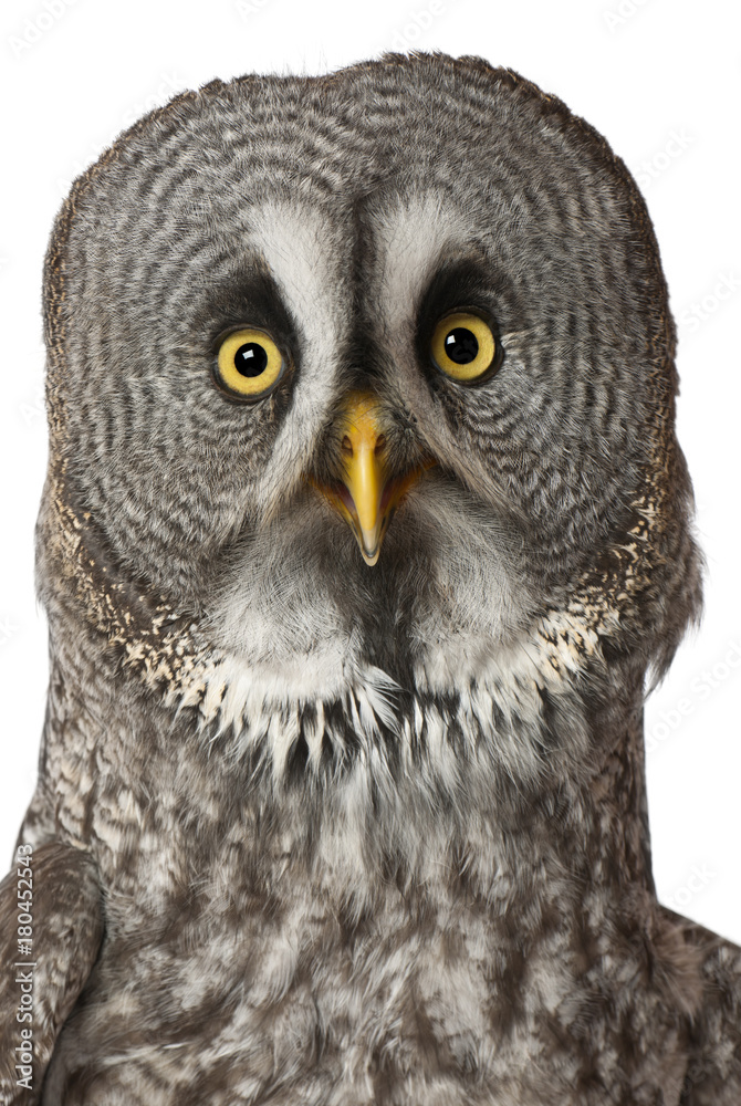 Obraz premium Portrait of Great Grey Owl or Lapland Owl, Strix nebulosa, a very large owl, in front of white background
