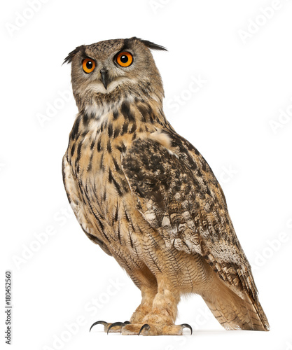 Portrait of Eurasian Eagle-Owl, Bubo bubo, a species of eagle owl, standing in front of white background