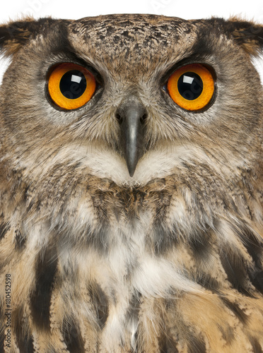 Portrait of Eurasian Eagle-Owl, Bubo bubo, a species of eagle owl in front of white background © Eric Isselée