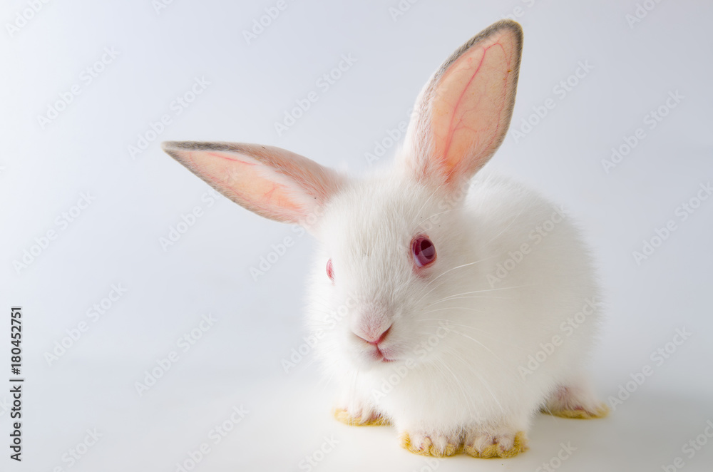 White rabbit in easter animal concept White rabbit in easter animal concept