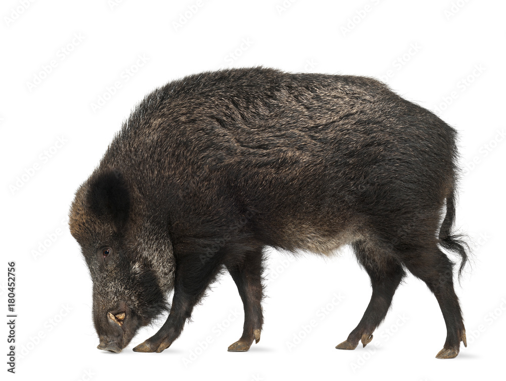 Wild boar, Sus scrofa, 15 years old, walking against white background Wild boar, Sus scrofa, 15 years old, walking against white background