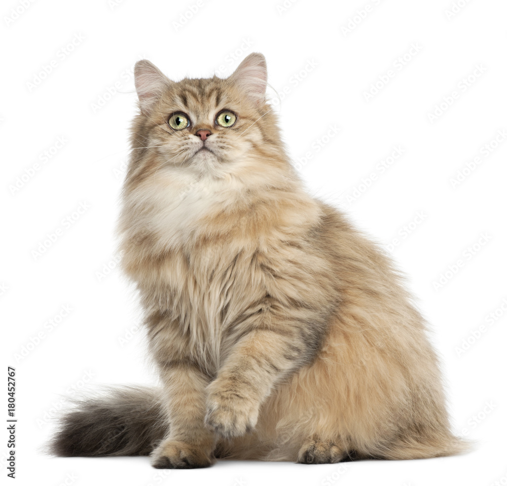 British Longhair cat, 4 months old, sitting against white background