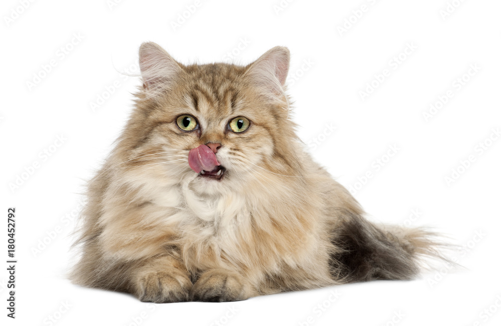 British Longhair cat, 4 months old, lying against white background