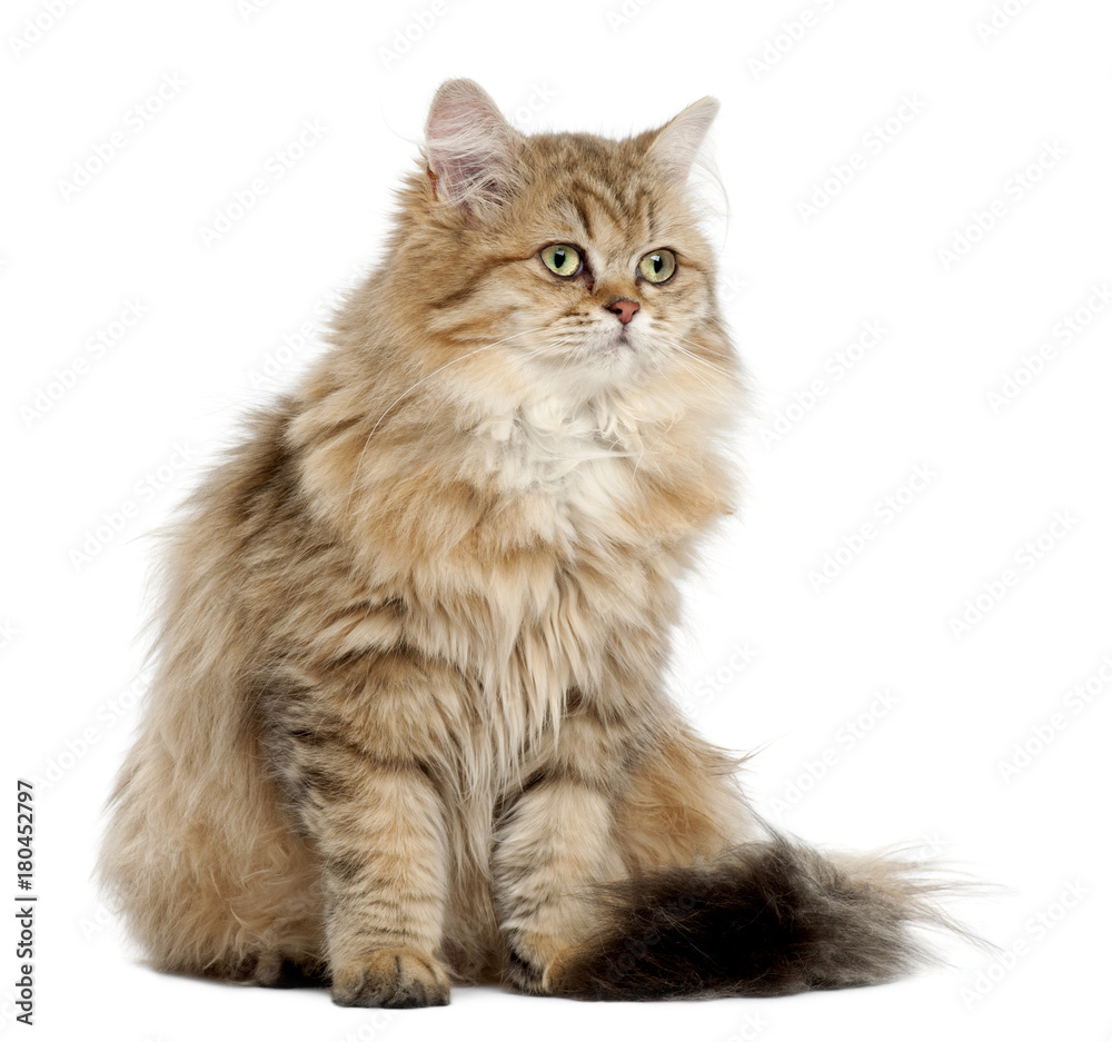 British Longhair cat, 4 months old, sitting against white background British Longhair cat, 4 months old, sitting against white background
