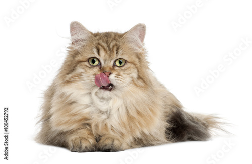 British Longhair cat, 4 months old, lying against white background