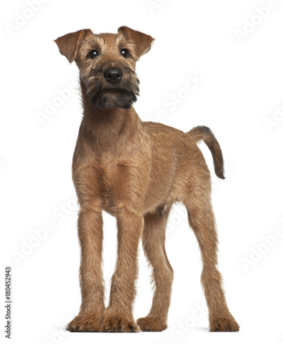 Canvas Print Irish Terrier puppy (12 weeks old)