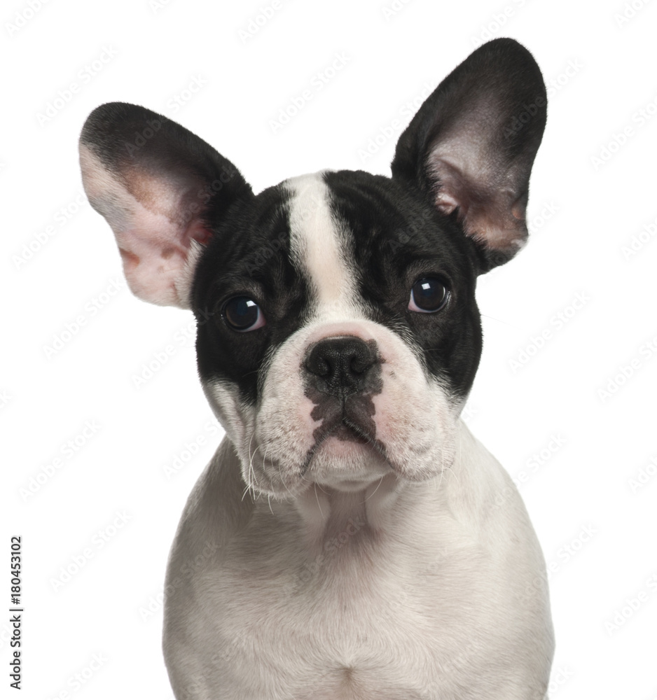 French Bulldog puppy (4 months old)