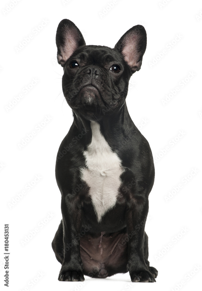 French Bulldog (6 months old)