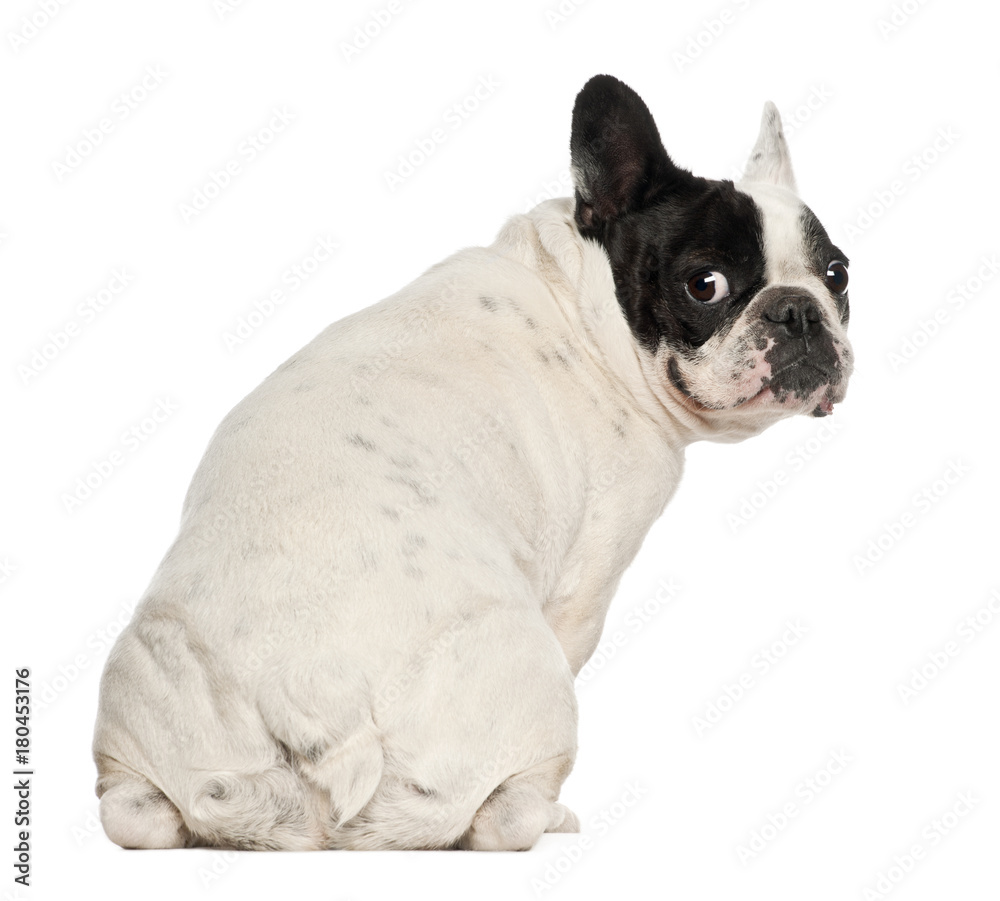 Fototapeta premium French Bulldog, 5 years old, sitting against white background