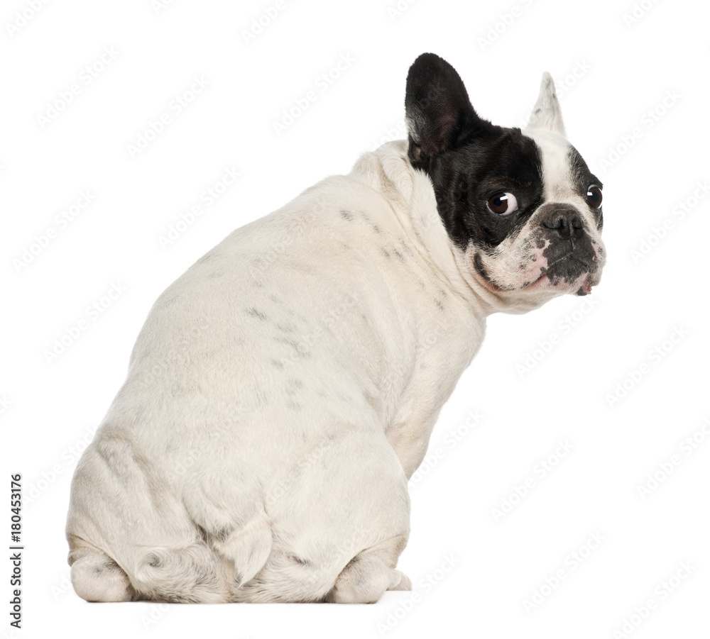 French Bulldog, 5 years old, sitting against white background