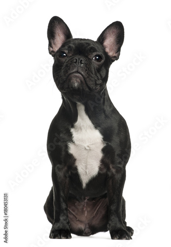 French Bulldog (6 months old)