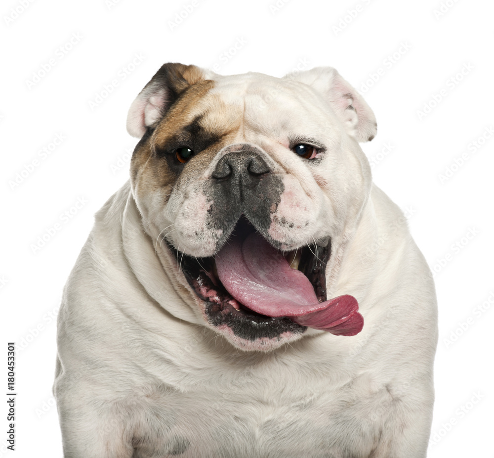 English Bulldog, 6 years old, against white background