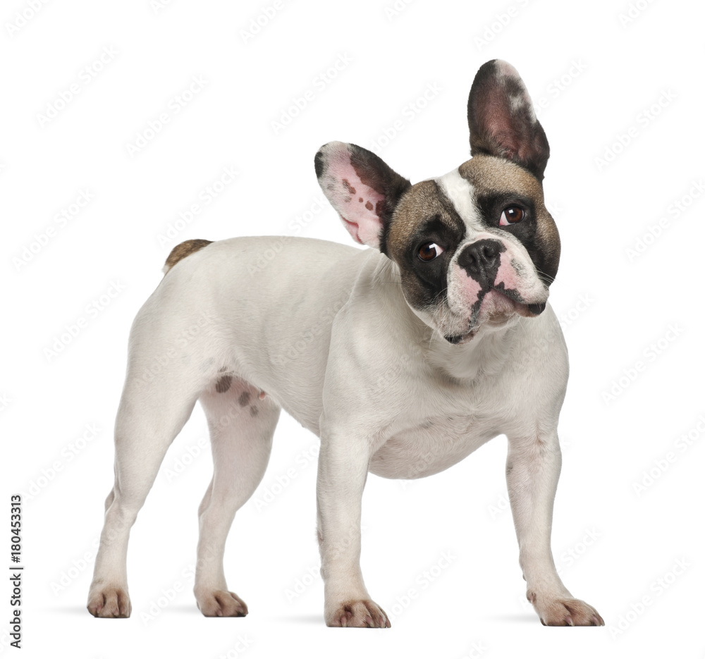 Fototapeta premium French Bulldog (2 years old)