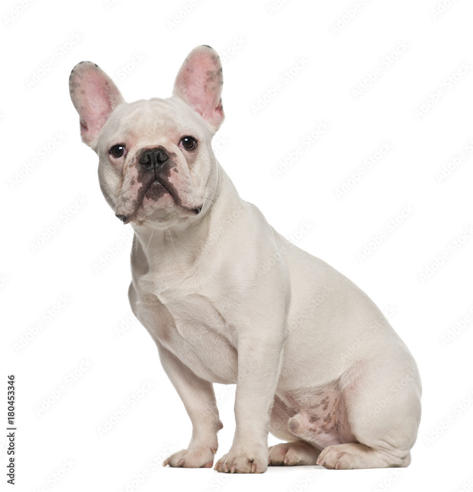 French Bulldog (7 months old)