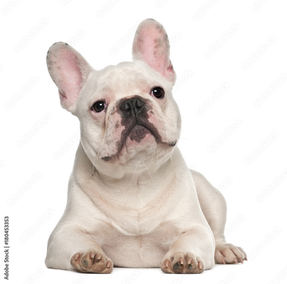 French Bulldog (7 months old)