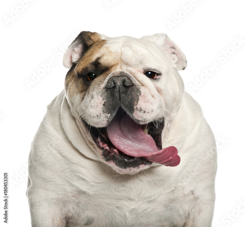 English Bulldog, 6 years old, against white background © Eric Isselée