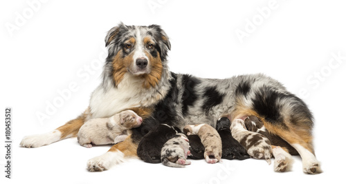 Fotografi Mother Australian Shepherd with its 7 day old puppies suckling against white bac