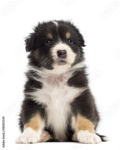 Australian Shepherd puppy, 1 months and 3 days old, sitting and portrait against white background