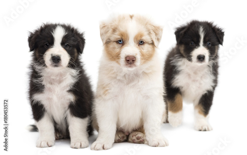 Three Australian Shepherd puppies, 6 weeks old, sitting and portrait against white background