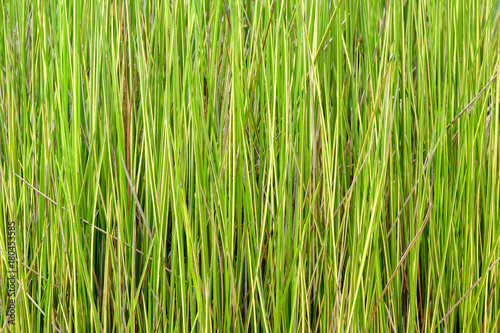 Natural green plants background