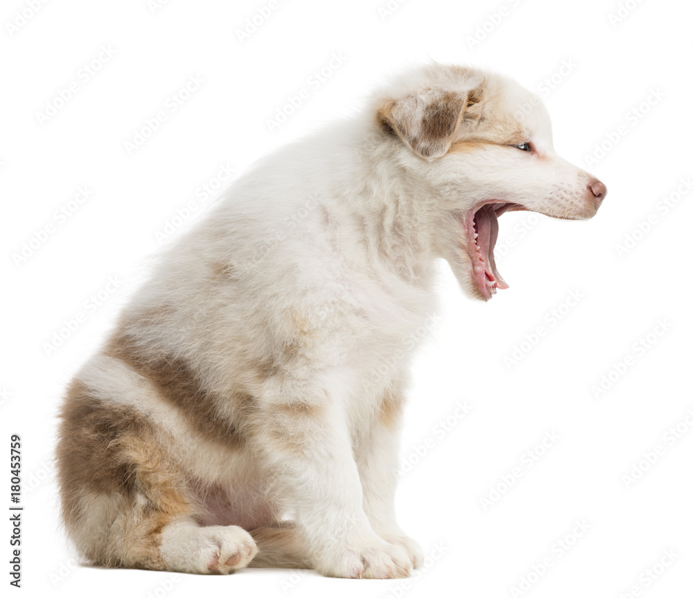Side view of an Australian Shepherd puppy, 8 weeks old, sitting and yawning against white background