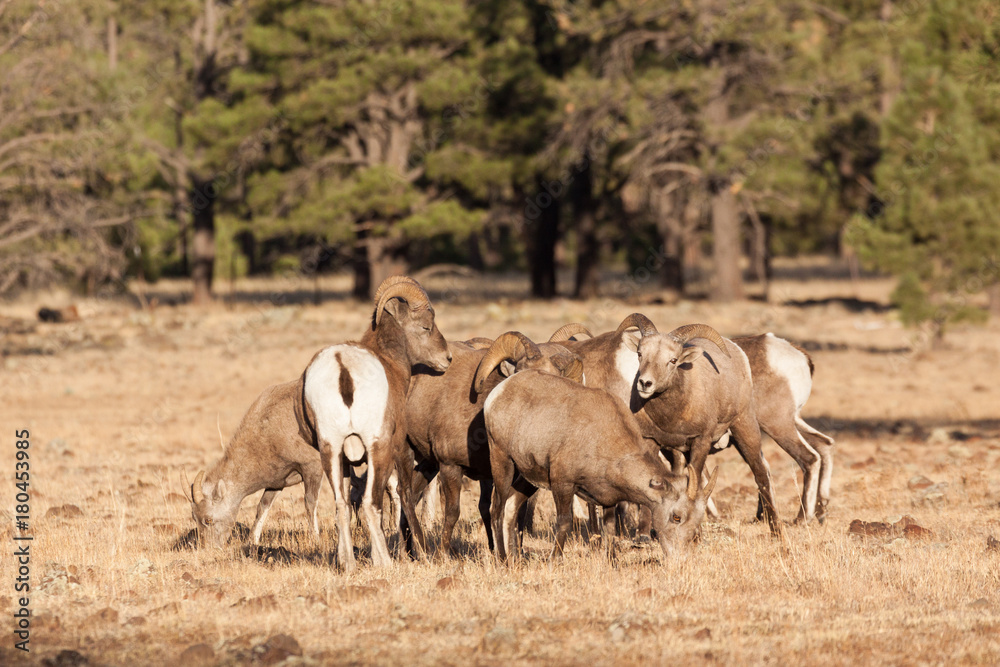 Rocky Mountain Bighorn Sheep Rutting in Fall Rocky Mountain Bighorn Sheep Rutting in Fall