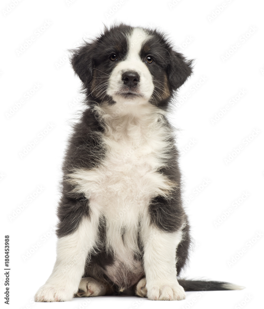 Australian Shepherd puppy, 8 weeks old, sitting and looking up against white background