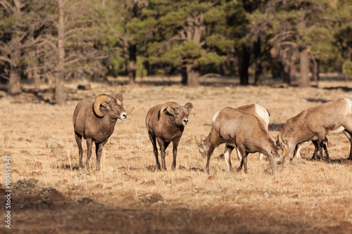 Rocky Mountain Bighorn Sheep Rutting in Fall