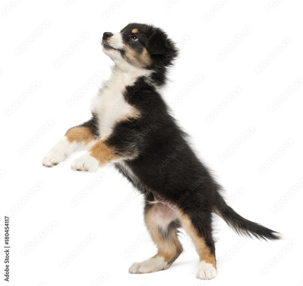 Australian Shepherd puppy, 2 months old, standing on hind legs and looking up against white background