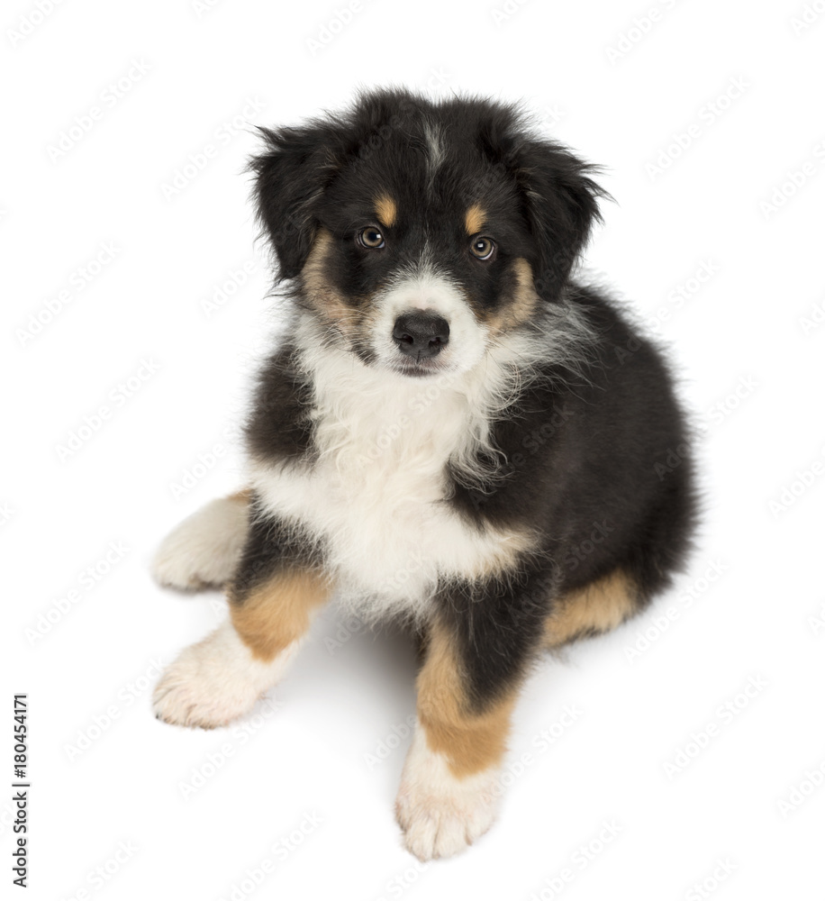 High view of an Australian Shepherd puppy, 2 months old, sitting and looking at camera against white background