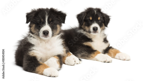 Two Australian Shepherd puppies, 2 months old, lying, focus on foreground against white background